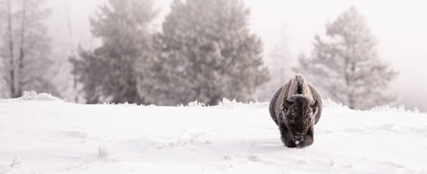 istock Single bison searching for food under the deep snow. 1501767177