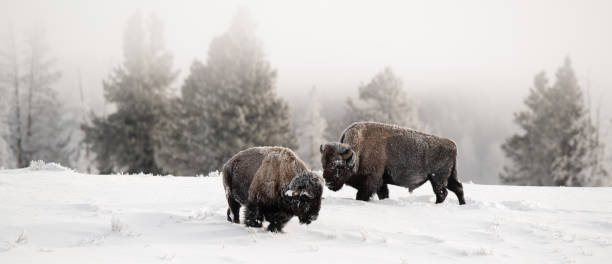 istock Two bison search for grass under the deep snow. 1501767212