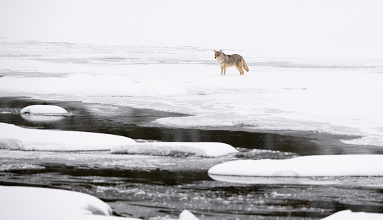 The partially frozen Yellowstone river is home to otters and some ducks.  This coyote in patrolling up and down looking for a meal in the middle of deep winter snow.