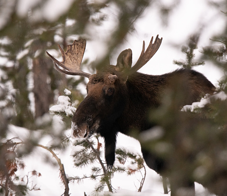 Bull moose with large paddles nibbles on pines in a clearing in the forest in the deep snow in winter.