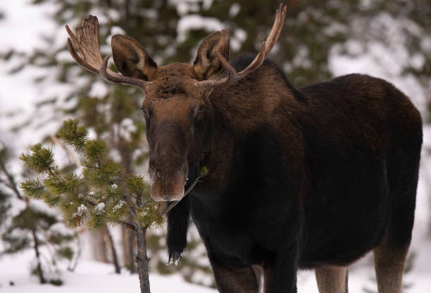 istock Bull waking through deep snow in the winter in Montana. 1501767766