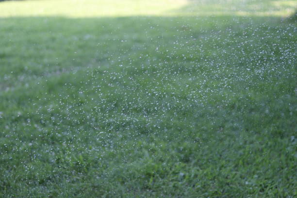 watered grass close up, water