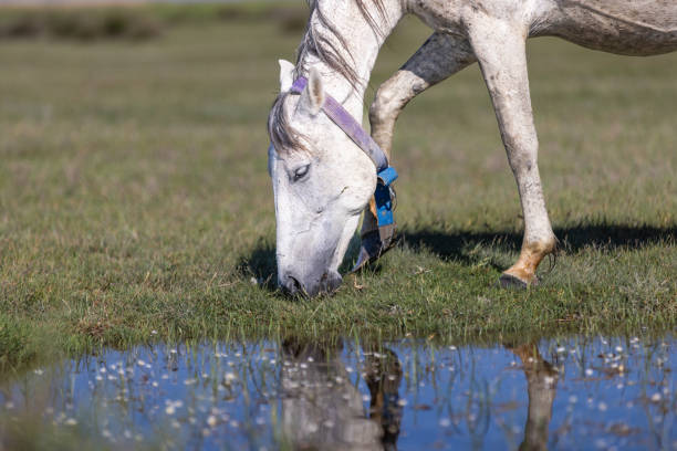 The wild horse in the sultan's reeds is drinking water.