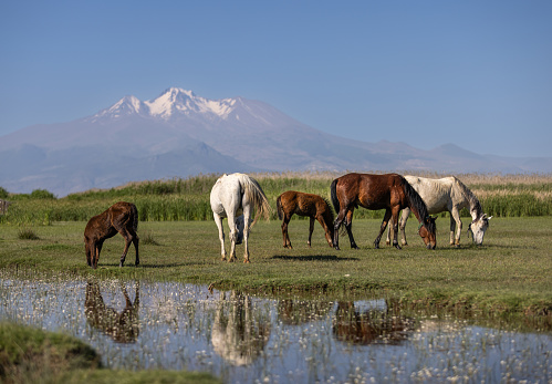Horses  grazing in the reeds near Mount Erciyes.