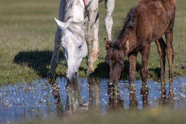 The wild horses in the sultan's reeds are drinking water.