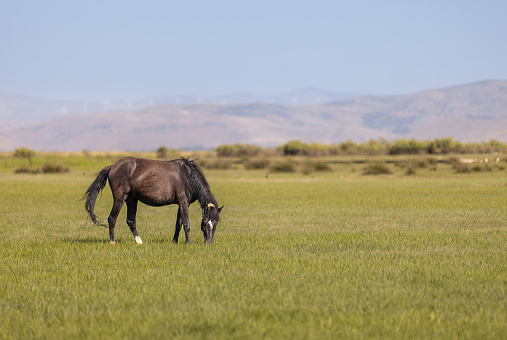 A horse grazing in the meadow.
Location : Kayseri - Turkey