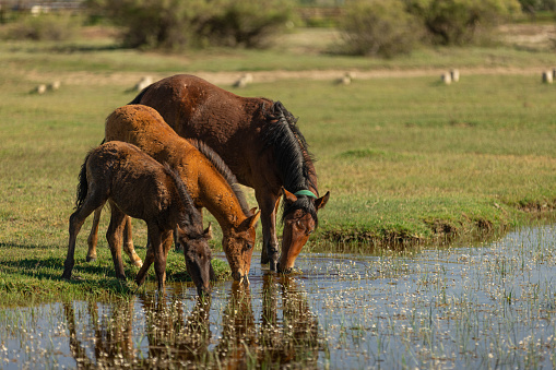 The wild horses in the sultan's reeds are drinking water.