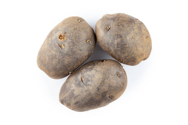 istock Three raw potatoes, unpeeled. Isolated on a white background. 1501769933