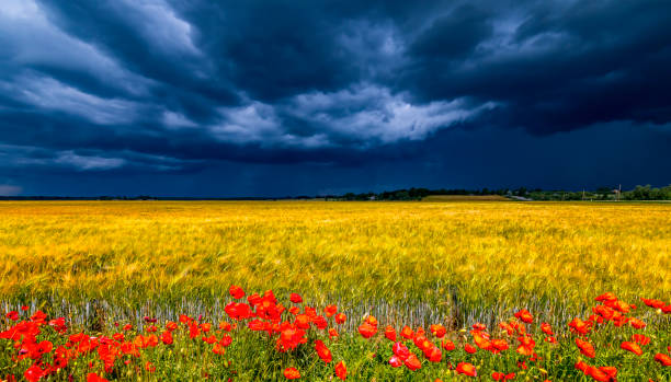 Agricultural or rural landscape with approaching clouds of thunderstorm and lightning, field with ripe wheat and blossoming wild poppies as foreground