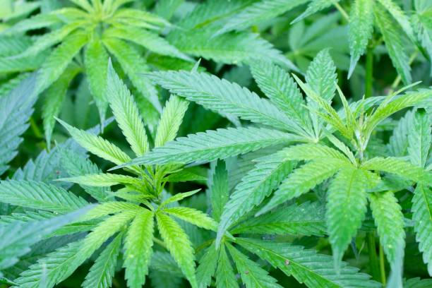 istock background of green hemp leaves 1501771783