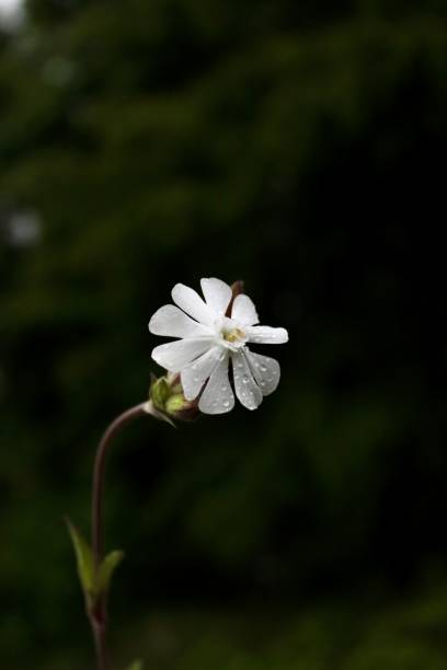 istock white fragile lonely flower on a dark background 1501773032