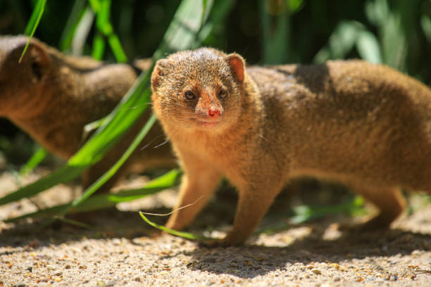 istock Full body of yellowish red common dwarf mongoose 1501773052