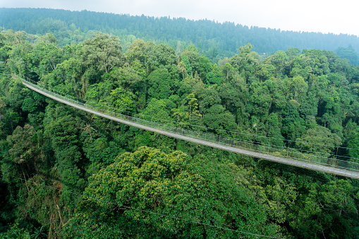 Aerial view of suspension bridge among the green tropical rainforest in daytime