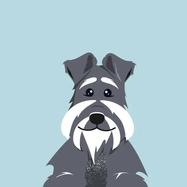 Vector illustration of Puppy of the Mittelschnauzer breed. Vector illustration isolated on a blue background