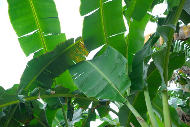 istock Fresh green banana leaf photo 1501776921