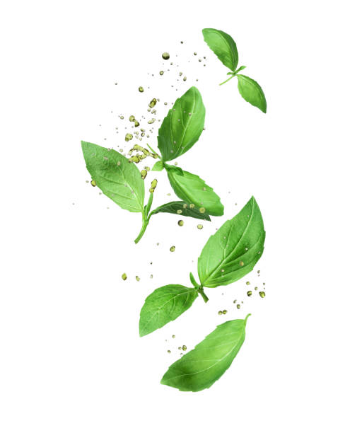 istock Basil leaves with water drops isolated on a white background 1501777615