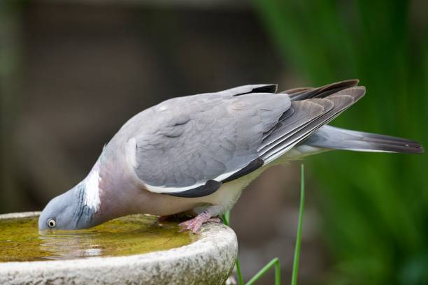 istock Wood pigeon drinking in a garden birdbath 1501778713