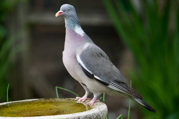 istock Wood pigeon drinking in a garden birdbath 1501778747