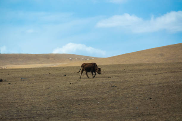 istock Wildlife Landscape in Hustai National Park, Mongolia 1501778772