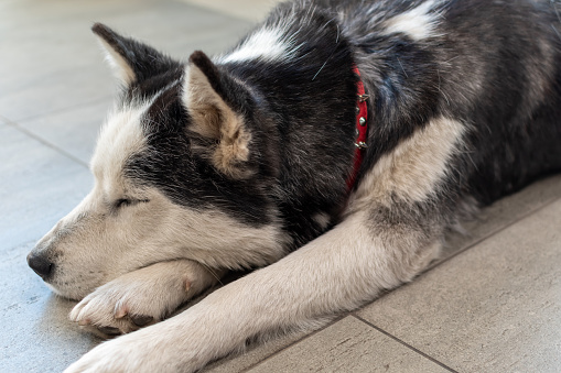 Adult husky lies on the floor with closed eyes