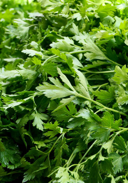 istock close-up fresh parsley at the market stall 1501779933