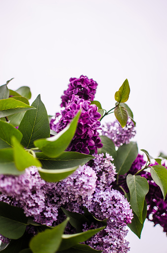 Blooming branch of lilac in the open air blooms in May for a beautiful bouquet of flowers