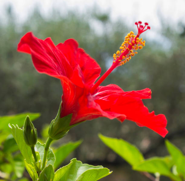 istock Red flower hibiscus. Close-up. Nature background. 1501781116