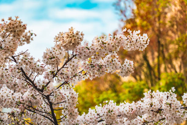 Outside the city, an unspecified tree bloomed in spring