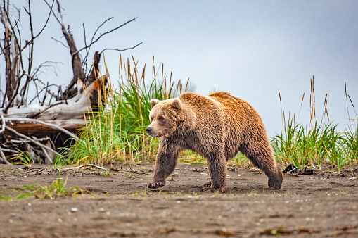 Coastal Brown Bear walking along a sandy path at Lake Clark National Park, Alaska