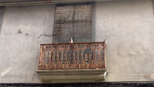 Two pigeons perching on balcony railing