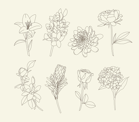 Vector set flowers illustration. Botanical flowers outline with leaves. Decorative floral line art.Ornate contour flowers coloring book.