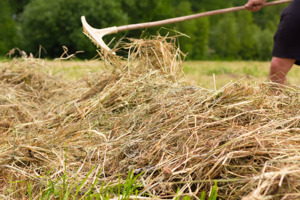 istock Man farmer turns the hay with a hay fork 1501784274