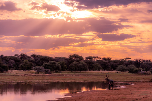 Sunset kudu