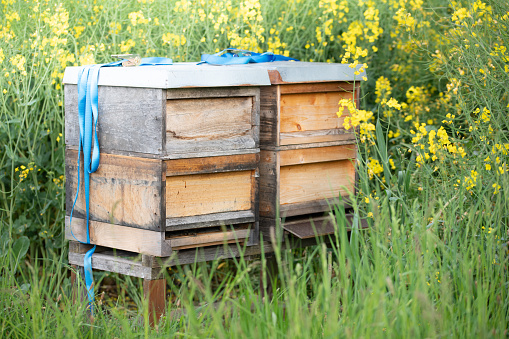 Two wooden beehives stand in the middle of a blooming rapeseed field. It's spring in Bavaria