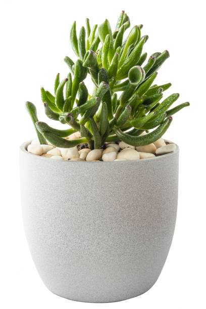 istock Crassula Horntree plant 1501785530