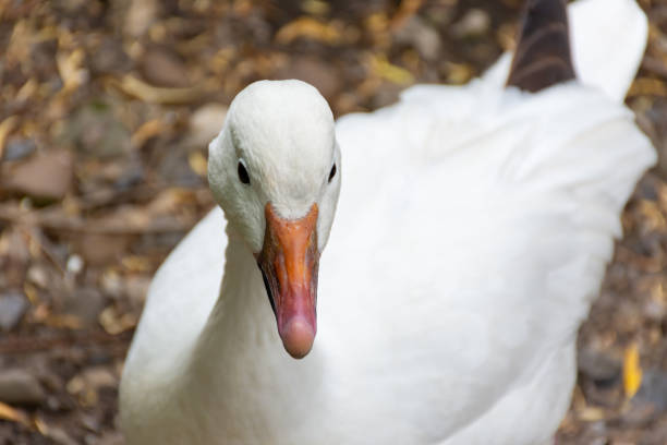 istock A curious white duck with an orange beak walks 1501785611