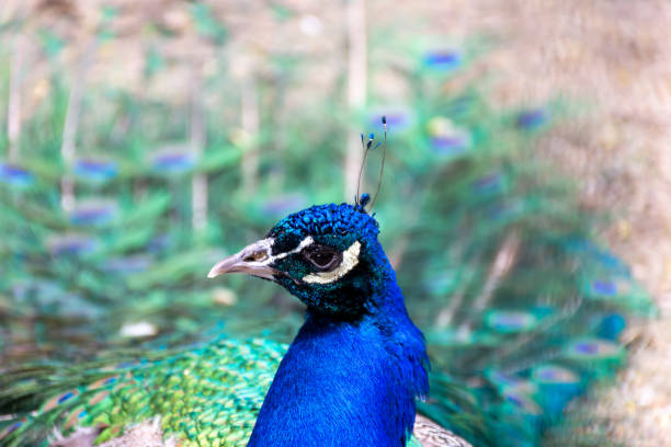 istock Very beautiful peacock with colorful feathers 1501785693