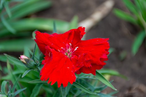 Delicate red flower with beautiful petals