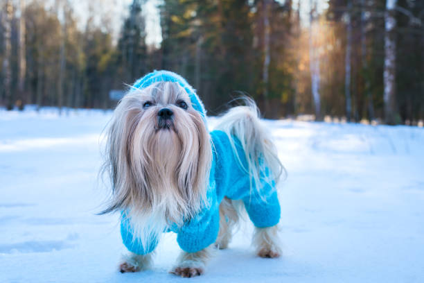 Shih tzu dog stock photo