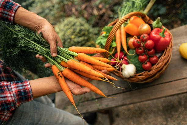 istock Farmer gardener showing his fresh vegetable harvest. 1501785970