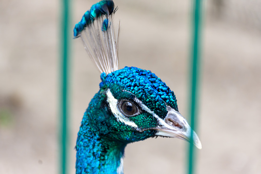 A very beautiful peacock shows its crown