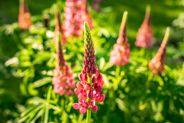 Lupine flowers in summer garden