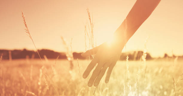 Female walking on open field at sunset softly brushing her hand over tall grass. stock photo