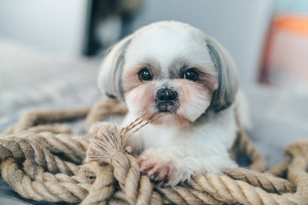 istock Shih tzu dog 1501786947