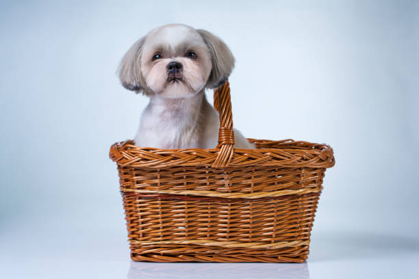 istock Cute shih tzu dog 1501786966
