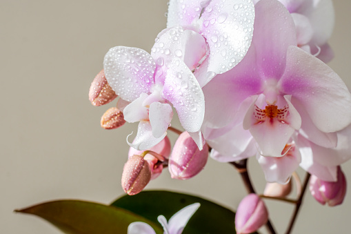 Orchids with water drops close up on a beige background