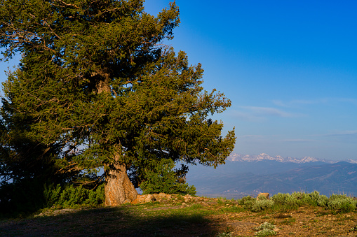 Lone Tree on Ridge Overlooking Sawatch Range - Majestic mountain view with warm afternoon light scenic landscape.
