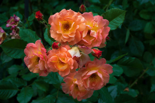 istock Beautiful pink roses bouquet 1501787584