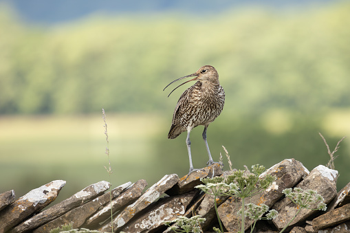 Curlew, close up of an adult curlew in the nesting season, calling on drystone walling and facing left with beak open.  Blurred background.  Copy space.  Scientific name: Numenius arquata.