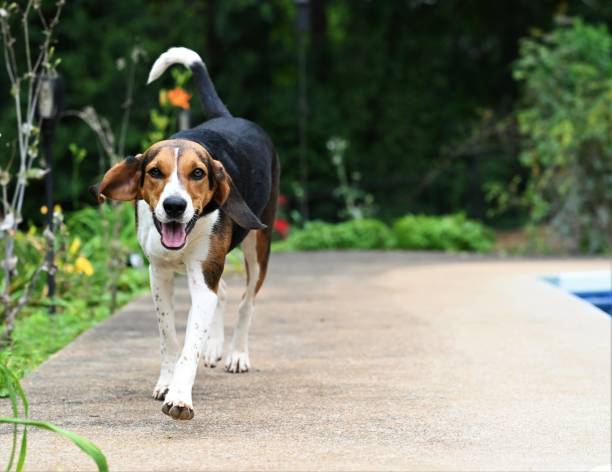 istock A happy Treeing Walker Coonhound walking outdoors 1501788734